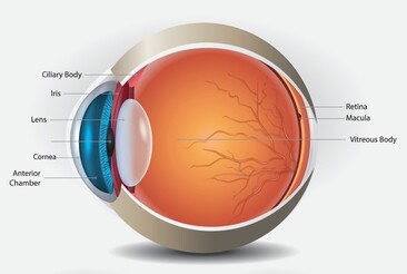 The human eye for explaining cataract eye conditions