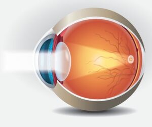 The human eye shows clear lense